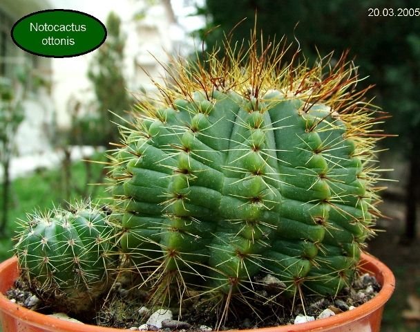 Notocactus _ottonis _01